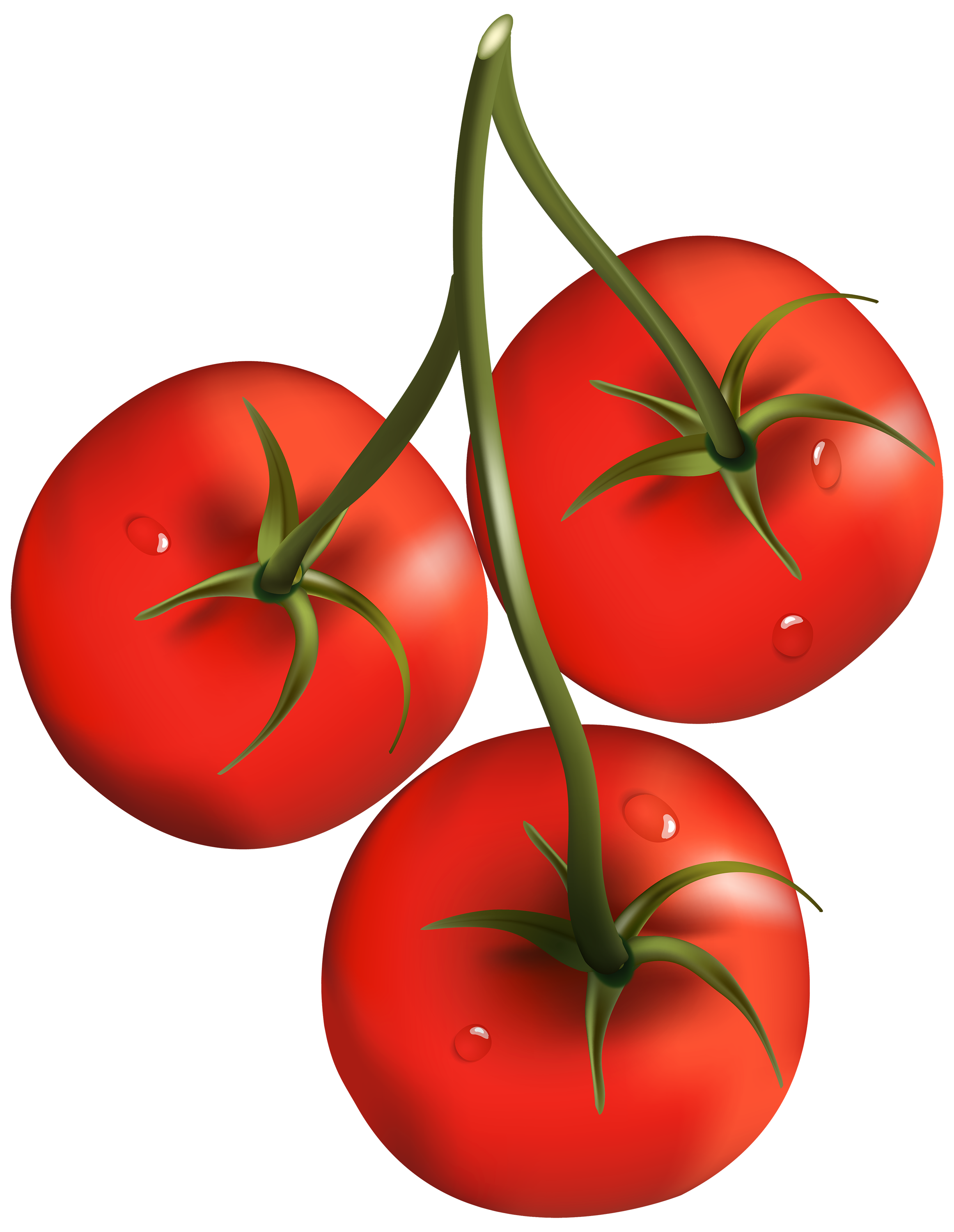 2324x3000 Tomato Branch Png Clipart