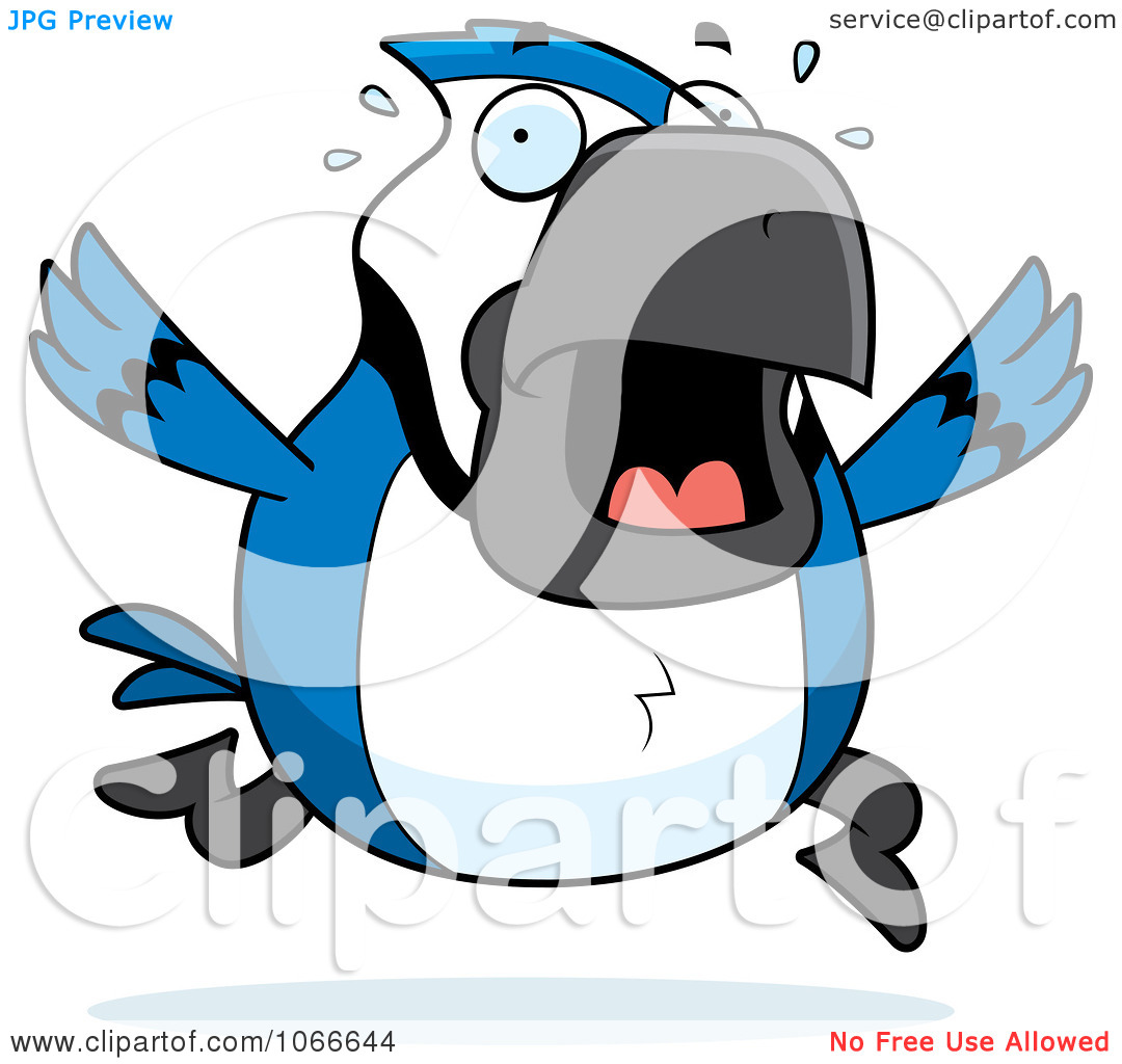 1080x1024 Clip Art Attractive Blue Jay Clip Art Blue Jay Clip Art