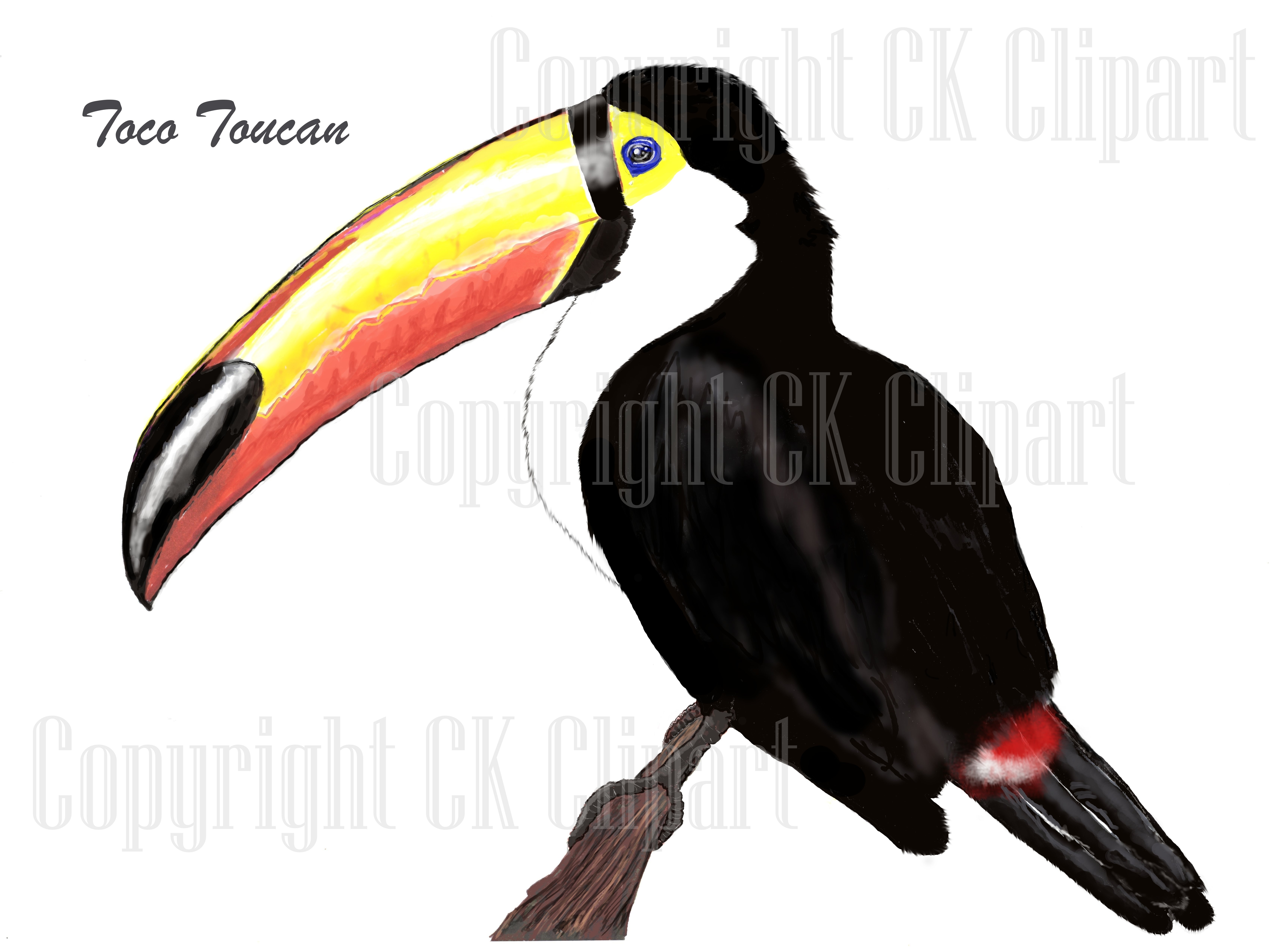 6900x5100 Toco Toucan Ck Clipart