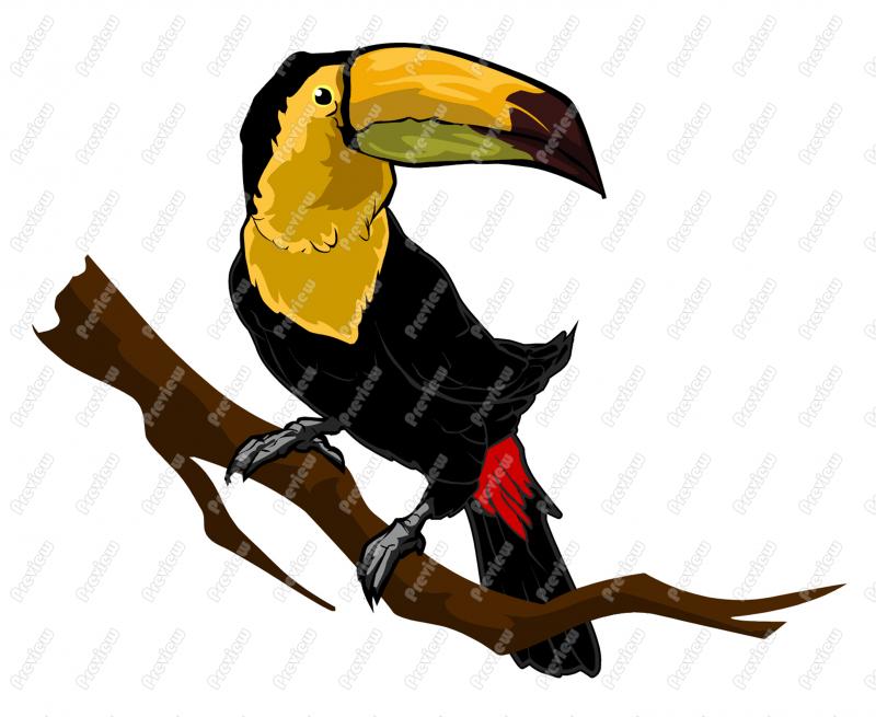 800x655 Toucan Character Clip Art