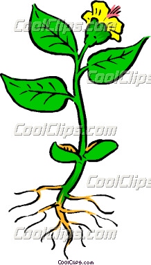 218x383 Plant With Roots Clipart Clipart Panda