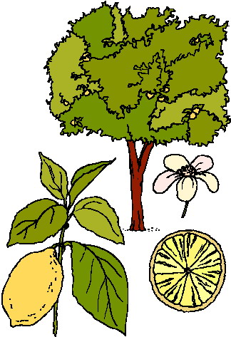 324x473 Clipart Of Trees And Flowers 478 Best Arbol Images