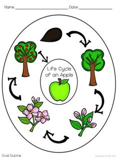 236x314 Apple Clipart Life Cycle