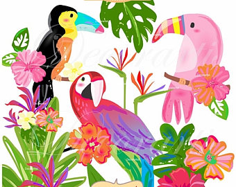 340x270 On Sale Birds Clipart Tropical Birds Digital Clipart