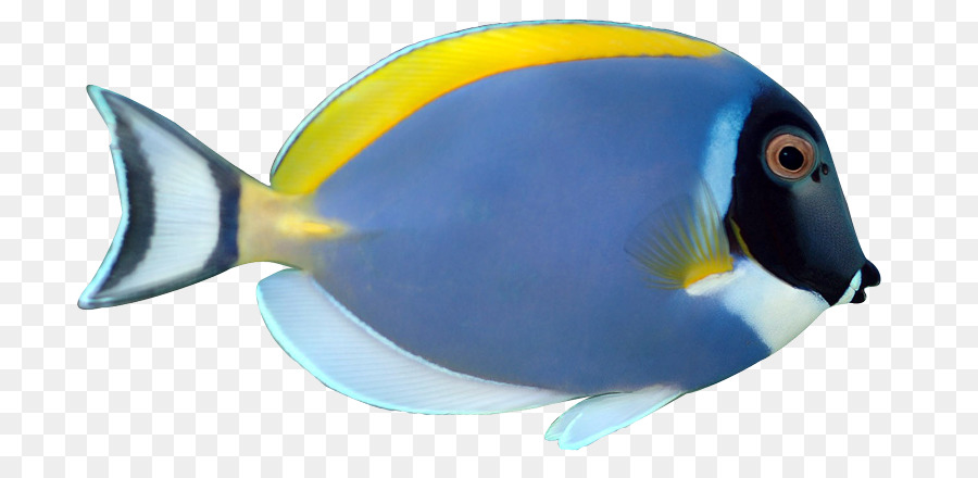 900x440 Angelfish Siamese Fighting Fish Palette Surgeonfish Acanthurus