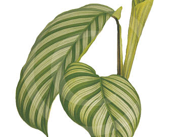 340x270 Vintage Clip Art Palm Leaf Clip Art Clip Art Tropical Leaf