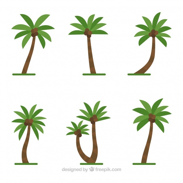 626x626 Coconut Trees Vectors, Photos And Psd Files Free Download