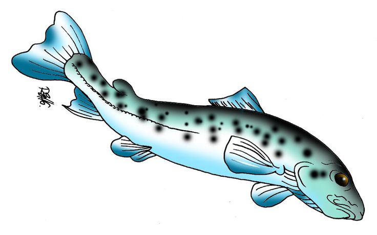 Trout Clipart