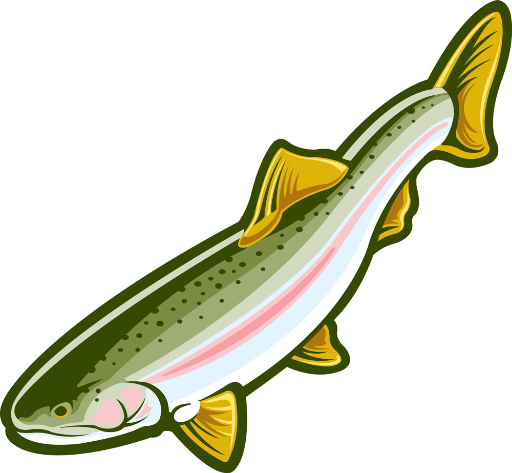 1000x923 Rainbow Trout Clip Art