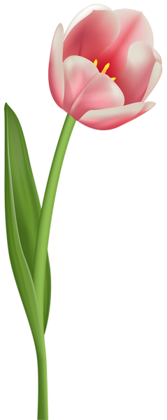 239x600 Open Tulip Transparent Png Clip Art Image Various Pics