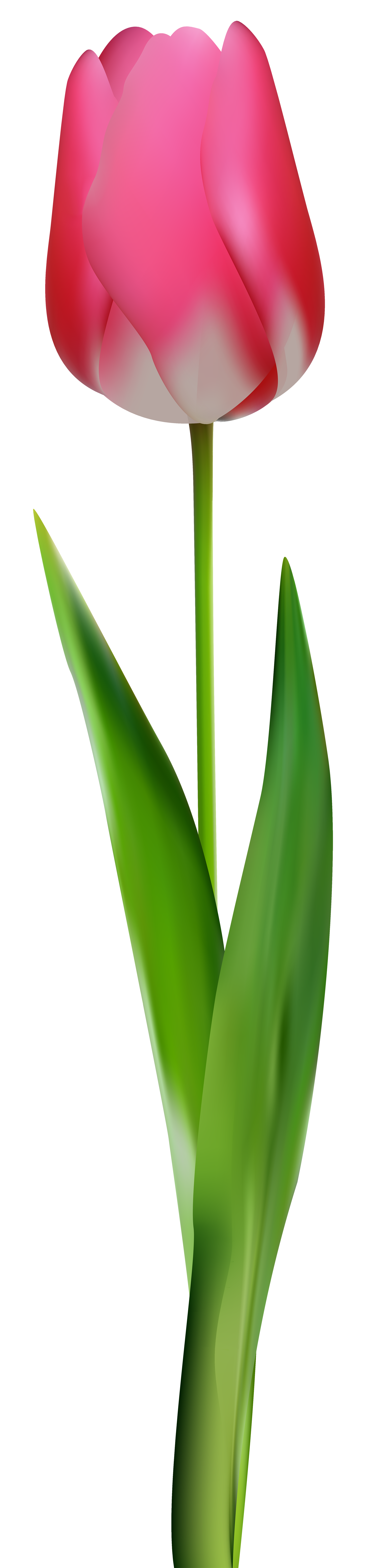 1890x8000 Pink Tulip Png Clip Art Clip Art Flowers Two Pink