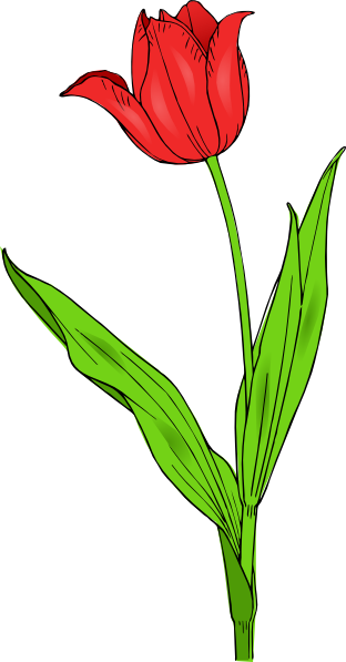 312x597 Red Tulip Clip Art