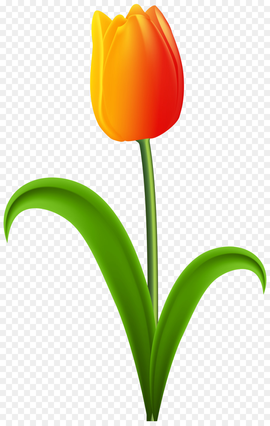 900x1420 Tulip Desktop Wallpaper Red Clip Art
