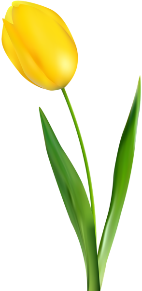 294x600 Yellow Tulip Transparent Clip Art Png Imageu200b Gallery