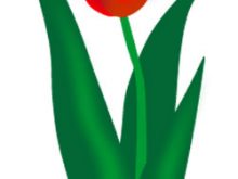 220x165 Tulips Clip Art Free Tulip Clip Art Pictures Clipartix Plant