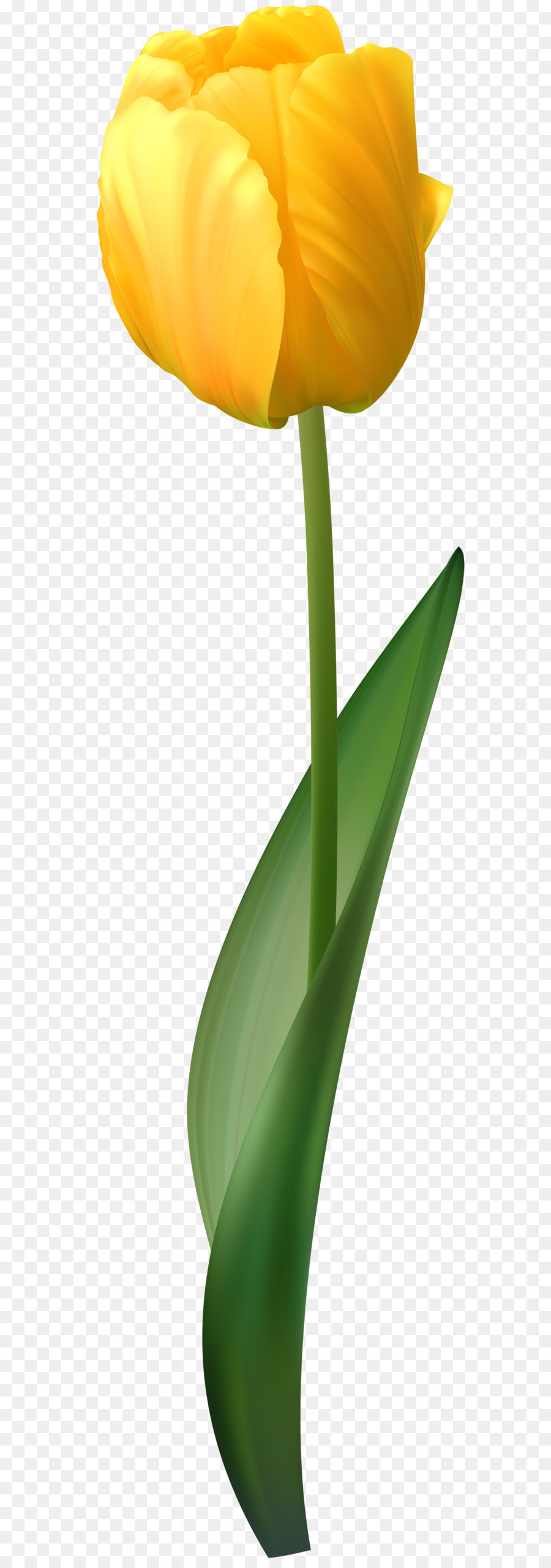 900x2560 Netherlands Tulip Flower Yellow