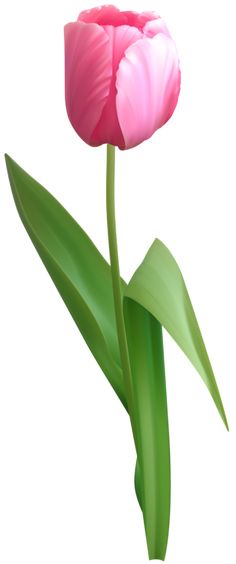 236x564 Transparent Tulips Png Flowers Clipart Clipart