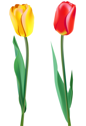 280x412 Tulip Png Image Cliparts Clip Art