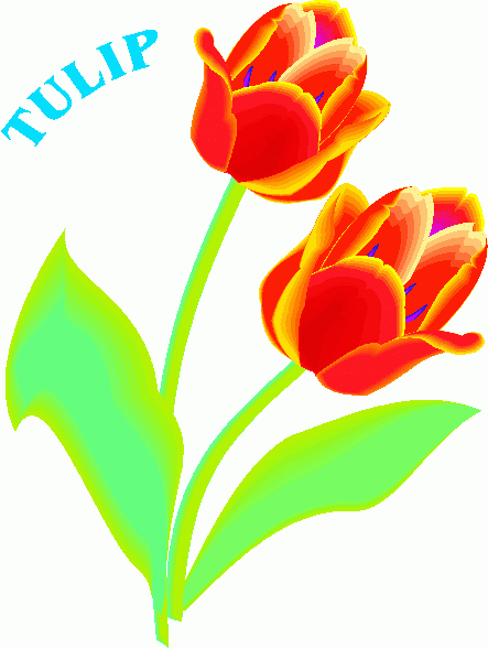 443x588 Tulip Flower Clip Art