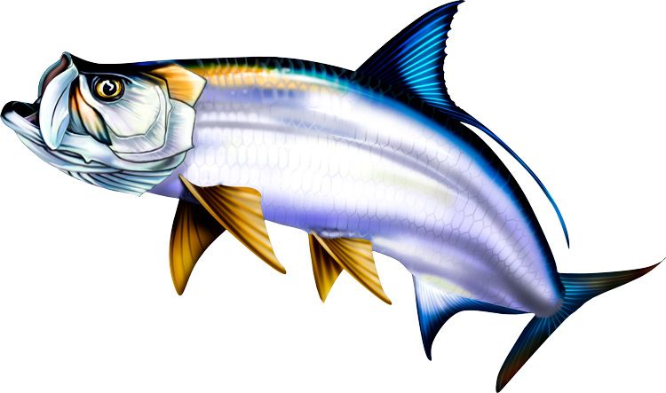 750x443 Pin By Spirit Graphix On Saltwater Sport Fish Illustrations