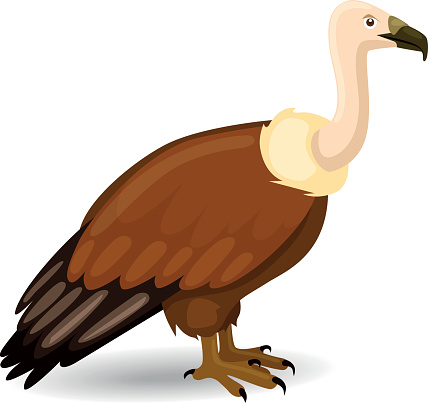 428x404 New World Vultures Clipart