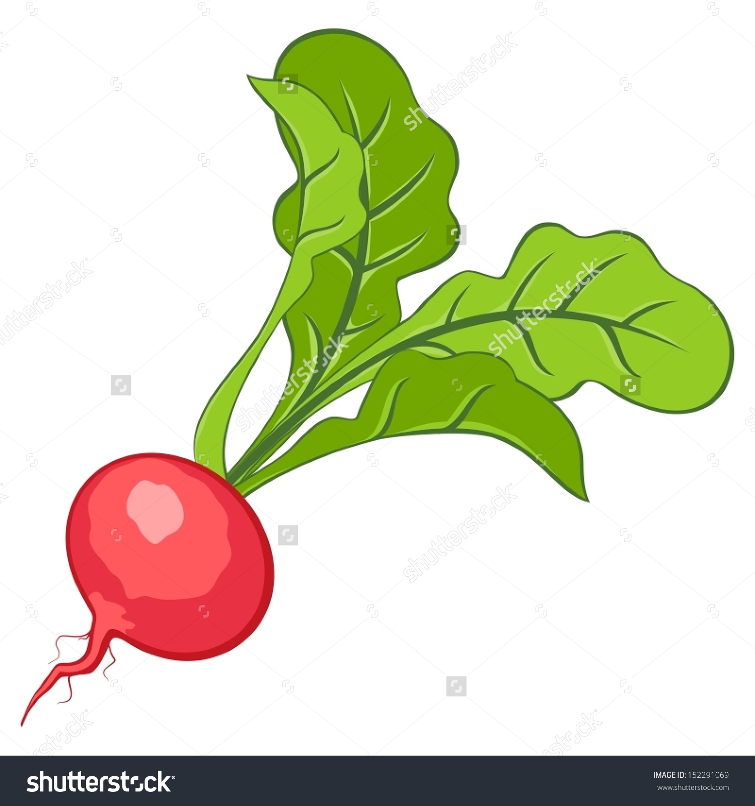 1500x1600 Clip Art Radish Clip Art