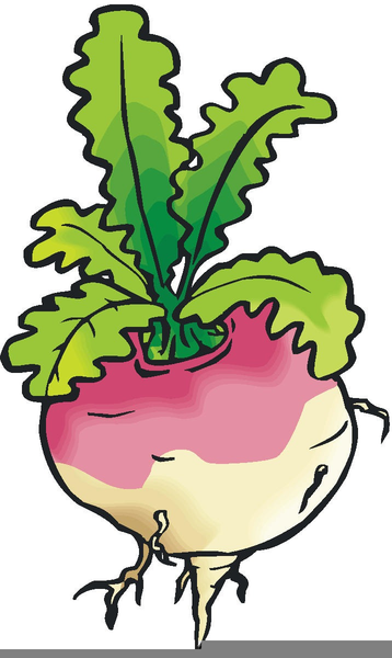 358x600 Enormous Turnip Clipart Free Images