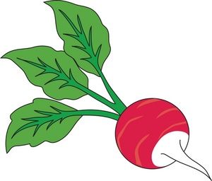 300x256 First Radish Clipart