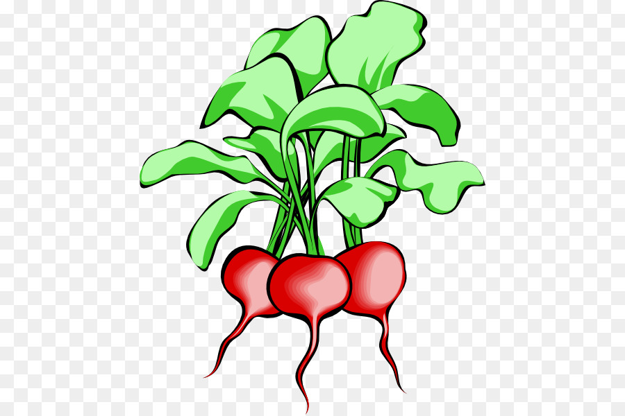 900x600 Sugar Beet Chard Beetroot Clip Art