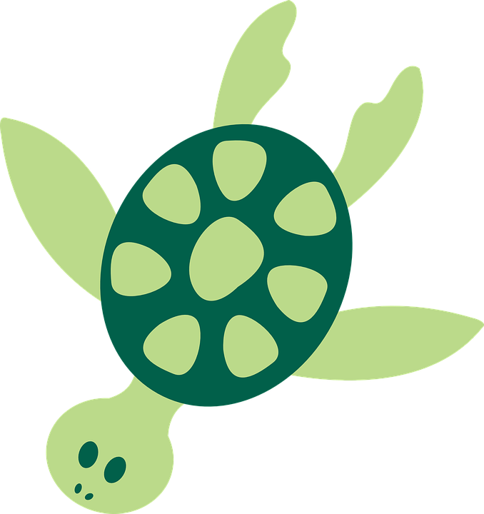 678x720 Sea Turtle Graphic Group