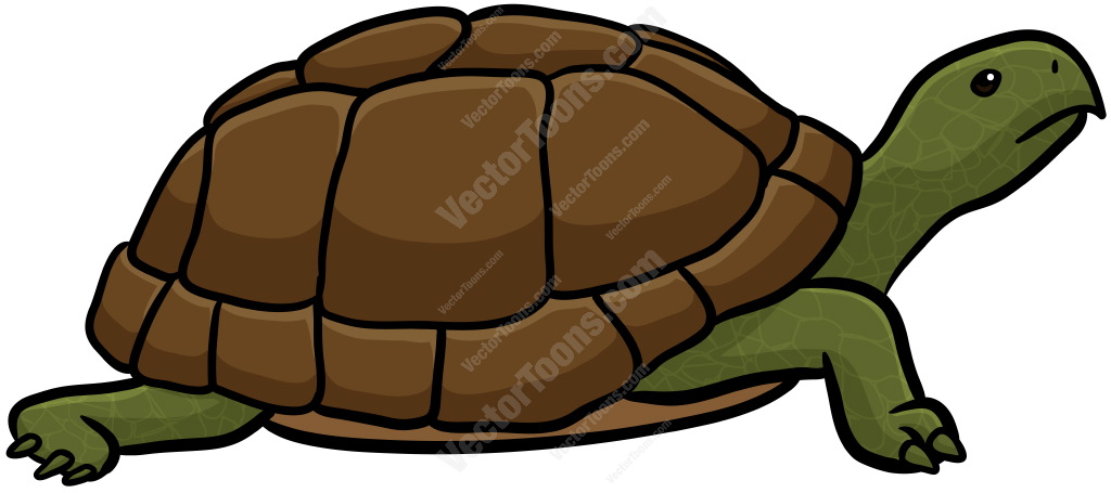 Turtle Shell Clipart at GetDrawings | Free download