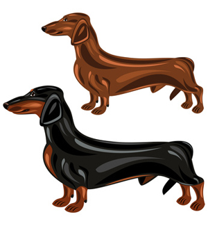 300x325 Two Dachshund Dogs In Show Poses Clipart