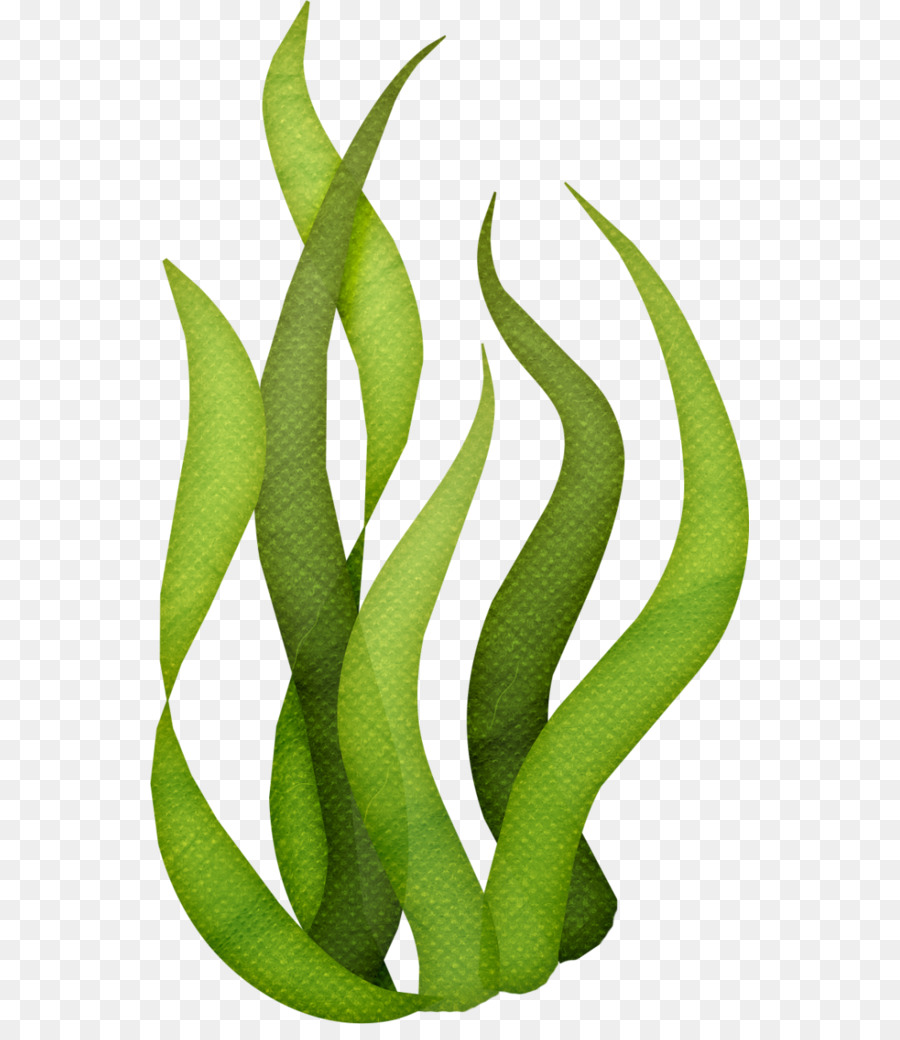 900x1040 Edible Seaweed Drawing Clip Art