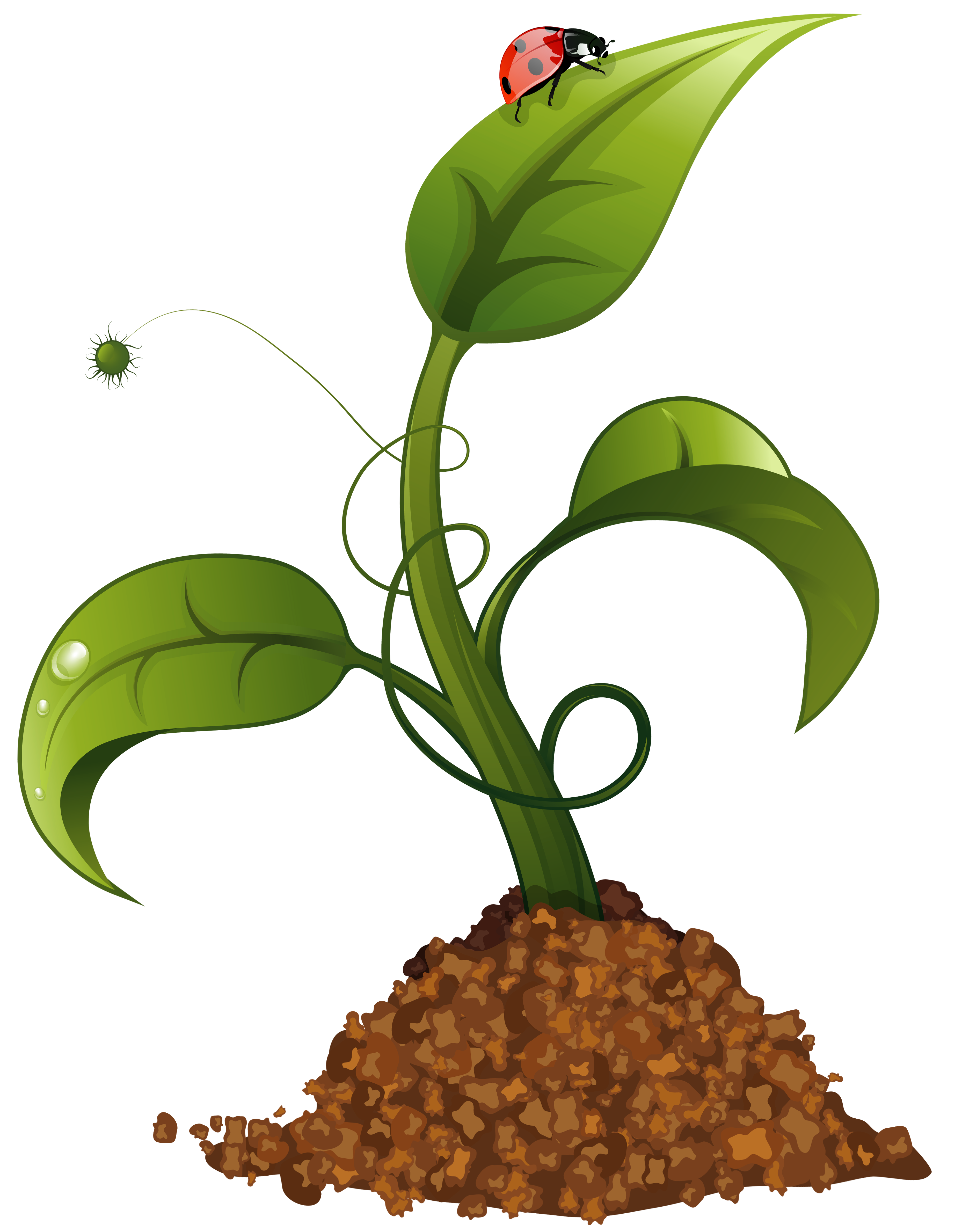 3689x4759 Spring Flower Crop Png Clip Art Imageu200b Gallery Yopriceville