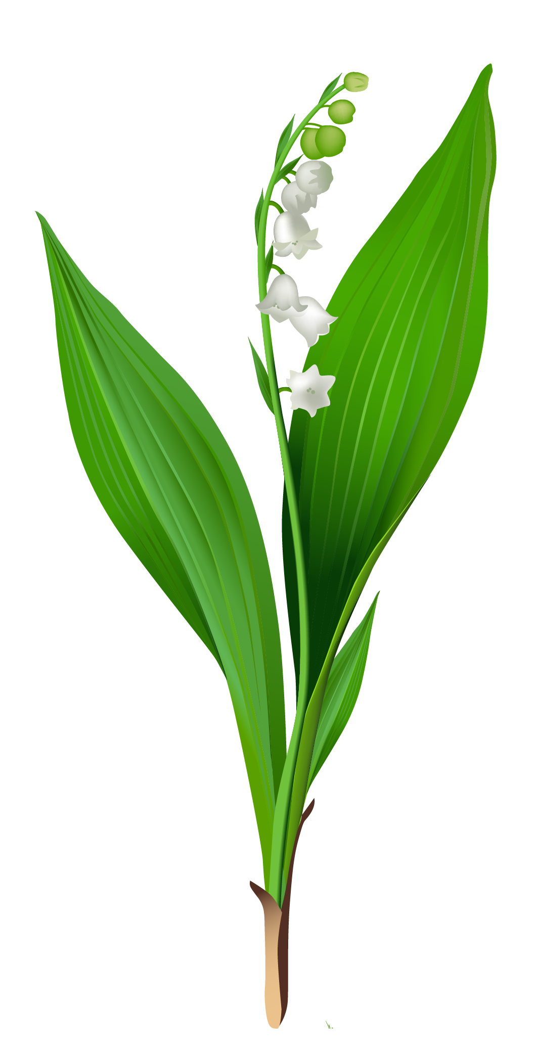 1062x2097 Spring Lily Of The Valley Png Clipartu200b Gallery Yopriceville