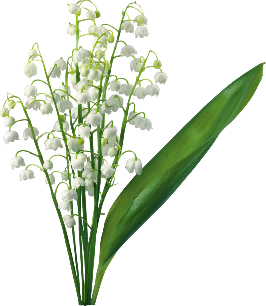 880x1015 Transparent Lily Of The Valleyu200b Gallery Yopriceville