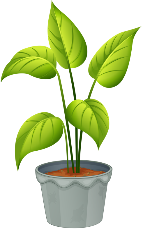 515x800 Green Home Plant My Garden Valley Plants