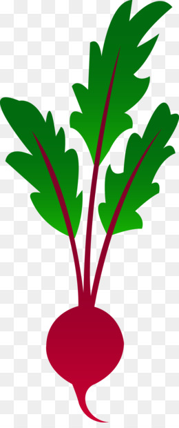260x620 Free Download Beetroot Vegetable Clip Art