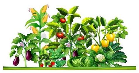 474x249 Oklahoma Vegetable Garden Clip Art