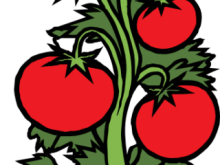 220x165 Vegetable Garden Clip Art Clipart For Teachers