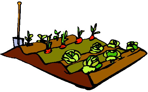 498x308 Vegetable Plots Clipart