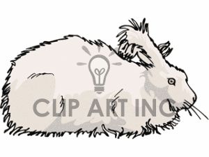 300x225 9 Best Angora Drawings Images On Angora Rabbit