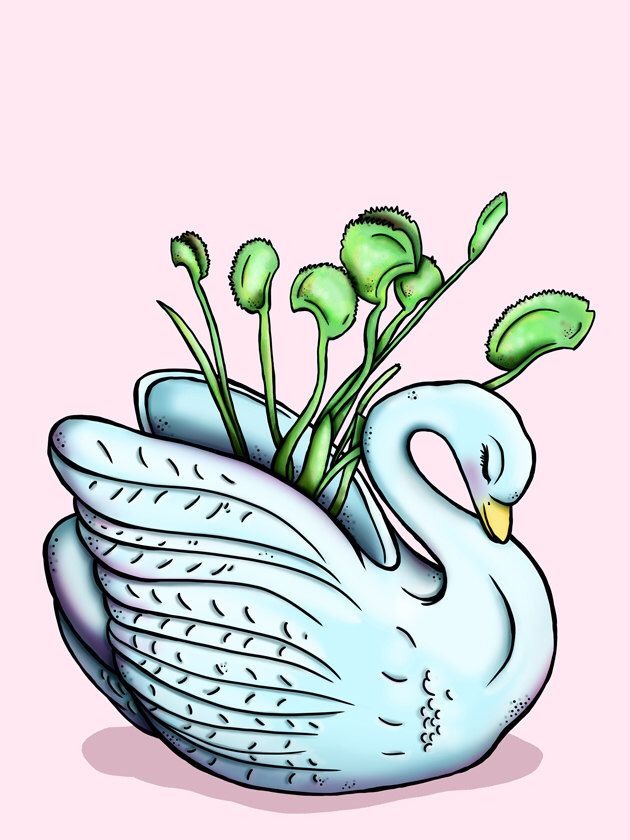 630x840 Venus Fly Trap Swan Planter