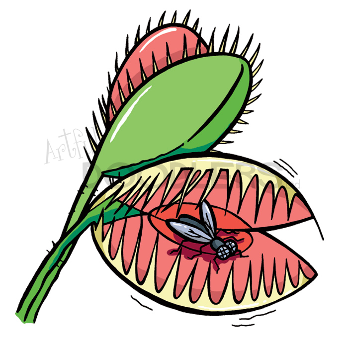 700x700 Venus Flytrap Artful Doodlers