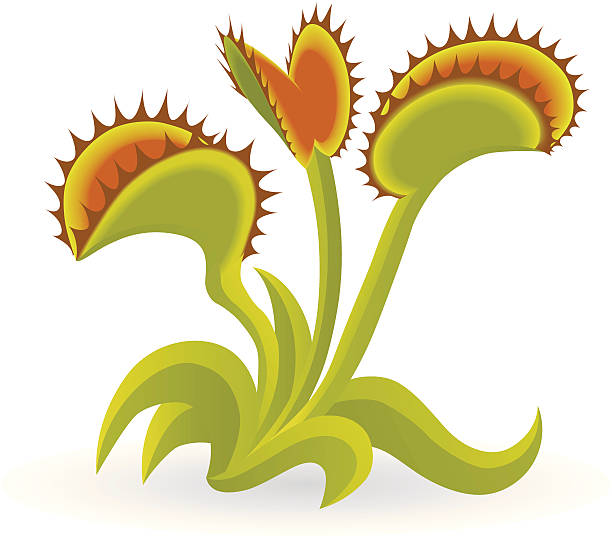 612x537 Collection Of Venus Fly Trap Clipart High Quality, Free