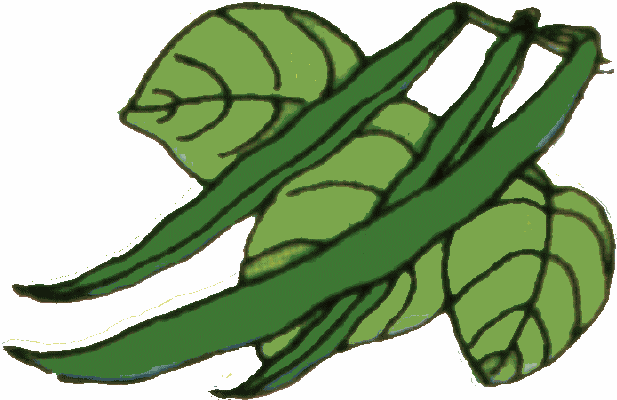 617x400 Green Bean Cliparts Free Download Clip Art On Beans Clipart