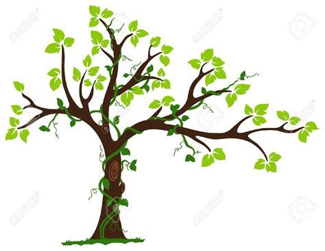 474x367 Tree Vine Clipart