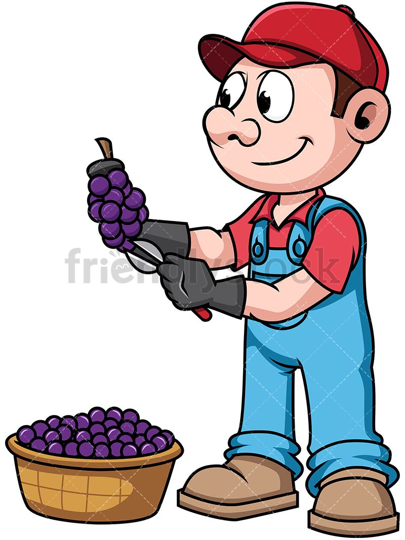800x1067 Farmer Harvesting Grapes Cartoon Vector Clipart Farmers