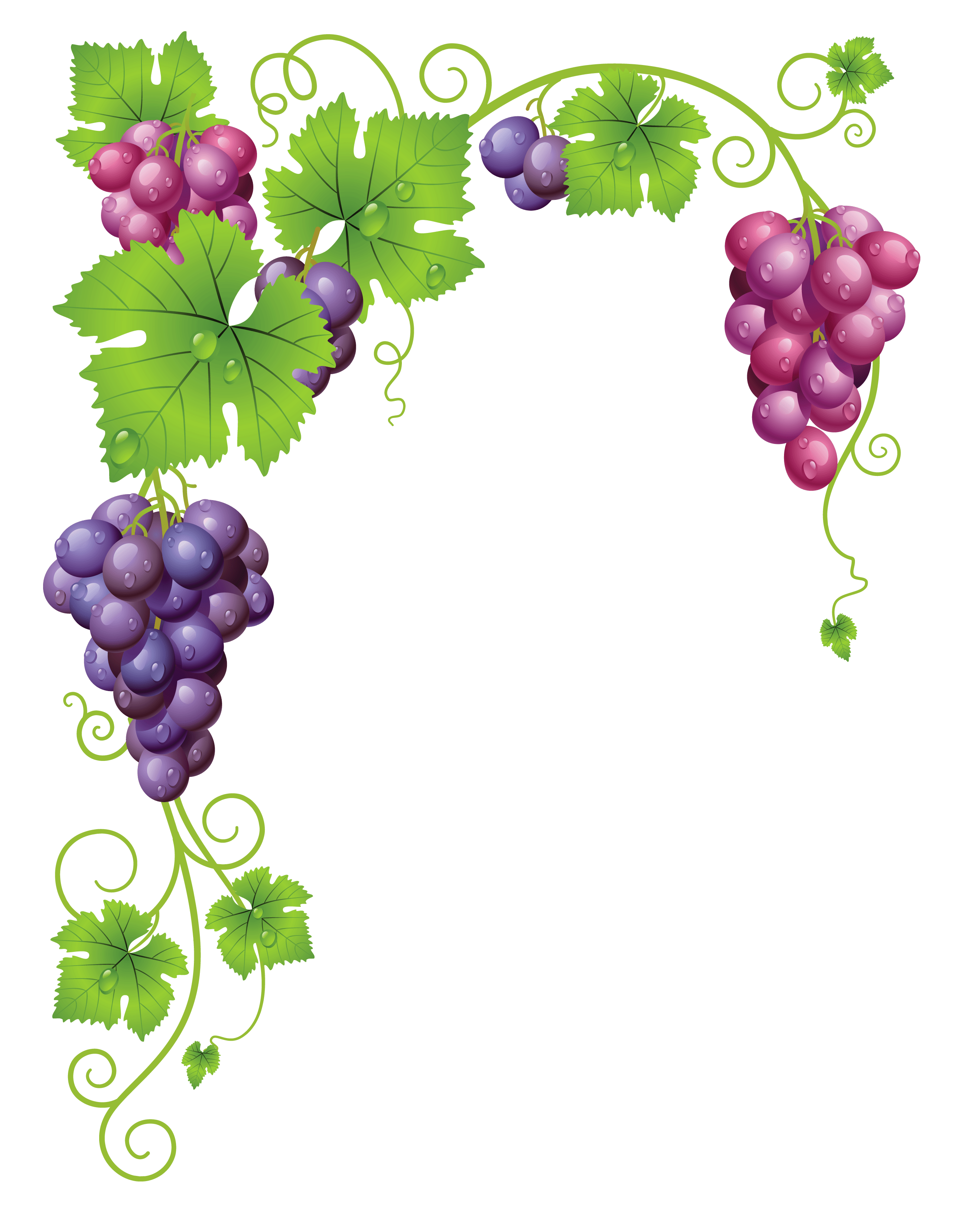 Vineyard Clipart at GetDrawings | Free download