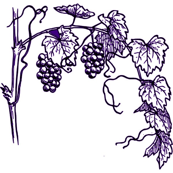 600x600 Vineyard Clipart